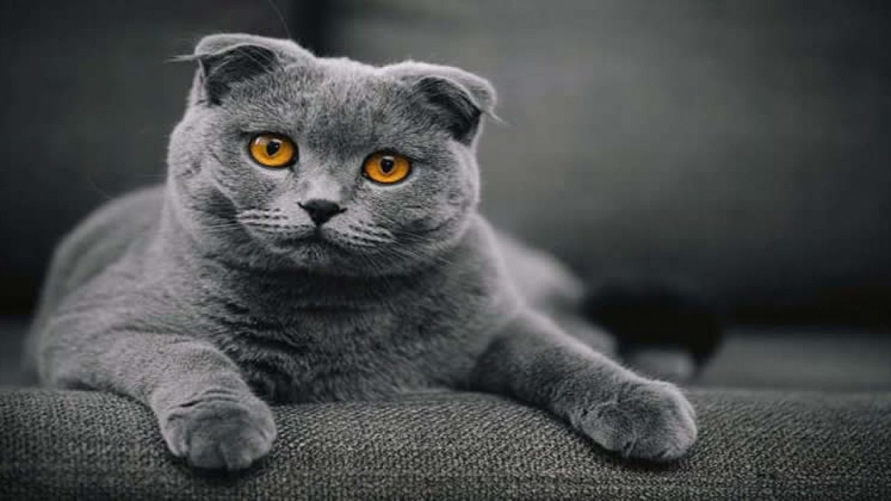 Obez kediler için zayıflama ilaçları denemeleri başladı